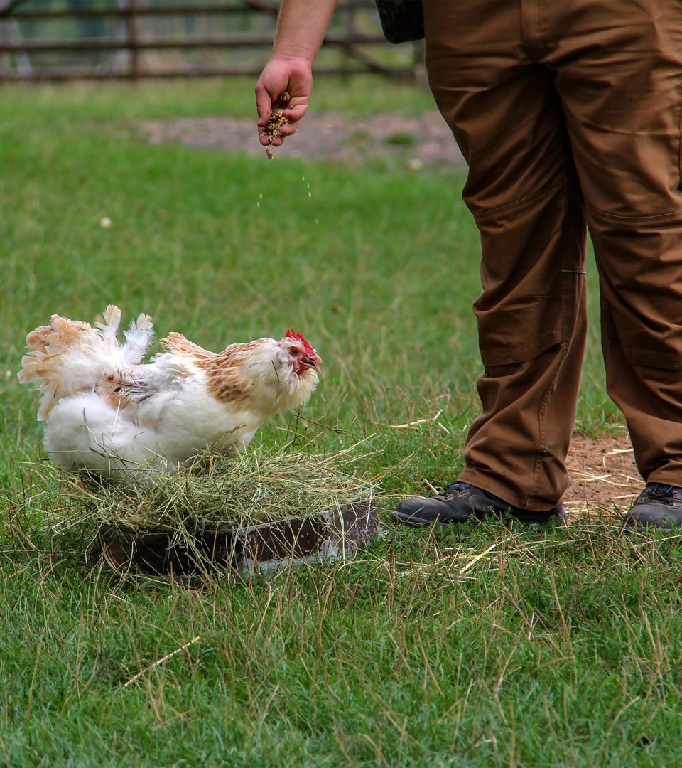 飼料添加劑